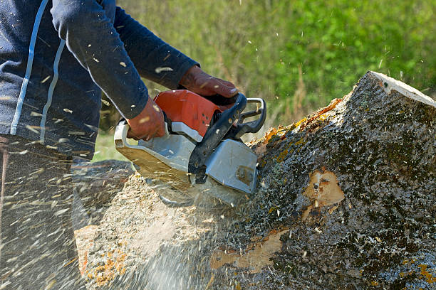 Best Tree Risk Assessment  in Glenwood, IL